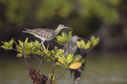 Mida Creek, Kenya (18 February 2014).