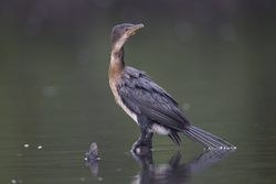 18.02.2014 Mida Creek