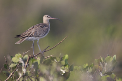 Mida Creek, Kenya (18 February 2014).