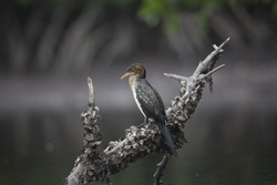 Mida Creek, Kenya (18 February 2014).