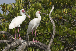 Mida Creek, Kenya (18 February 2014).