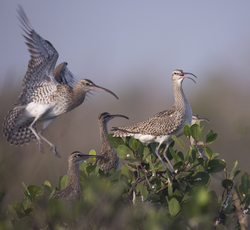 Mida Creek, Kenya (18 February 2014).