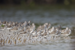 Mida Creek, Kenya (18 February 2014).