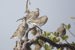 Mida Creek, Kenya (18 February 2014).