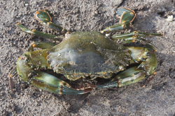 Mida Creek, Kenya (18 February 2014).