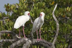Mida Creek, Kenya (18 February 2014).