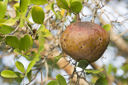 Mida Creek, Kenya (18 February 2014).