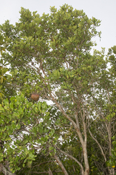 Mida Creek, Kenya (18 February 2014).