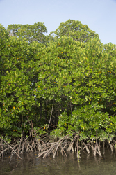 Mida Creek, Kenya (18 February 2014).