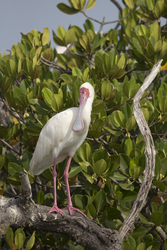 Mida Creek, Kenya (18 February 2014).