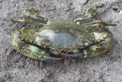 Mida Creek, Kenya (18 February 2014).