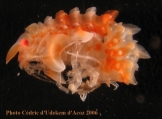 Epimeria grandirostris form ANTXXIII-8 St-654-6 Elephant Island, author: Cric d'Udekem d'Acoz