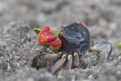 Mida Creek, Kenya (19 February 2014).