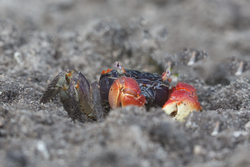 Mida Creek, Kenya (19 February 2014).
