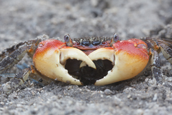 Mida Creek, Kenya (19 February 2014).