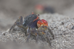 Mida Creek, Kenya (19 February 2014).