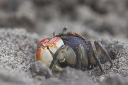 Mida Creek, Kenya (19 February 2014).