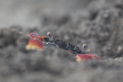 Mida Creek, Kenya (19 February 2014).