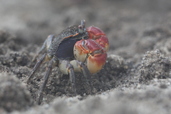 Mida Creek, Kenya (19 February 2014).