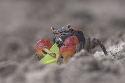 Mida Creek, Kenya (19 February 2014).