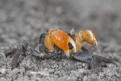 Mida Creek, Kenya (19 February 2014).