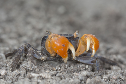 Mida Creek, Kenya (19 February 2014).
