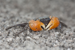 Mida Creek, Kenya (19 February 2014).