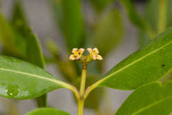 19.02.2014 Mida Creek