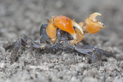 Mida Creek, Kenya (19 February 2014).