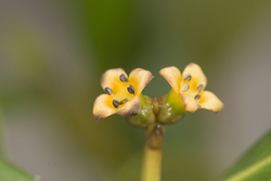 Mida Creek, Kenya (19 February 2014).