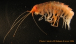 Amphipoda