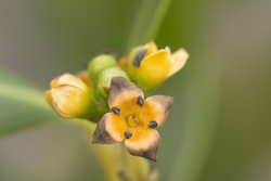 Mida Creek, Kenya (19 February 2014).