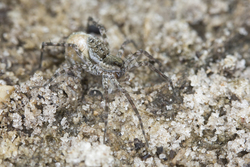 Mida Creek, Kenya (19 February 2014).