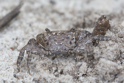 Mida Creek, Kenya (19 February 2014).