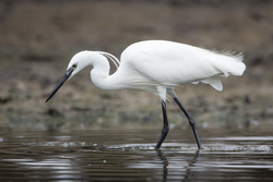 Mida Creek, Kenya (19 February 2014).