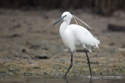 Mida Creek, Kenya (19 February 2014).