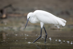 Mida Creek, Kenya (19 February 2014).