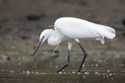 Mida Creek, Kenya (19 February 2014).