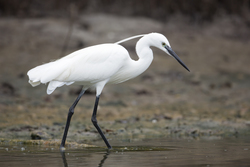 Mida Creek, Kenya (19 February 2014).