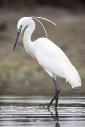 Mida Creek, Kenya (19 February 2014).