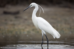 Mida Creek, Kenya (19 February 2014).