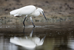 Mida Creek, Kenya (19 February 2014).