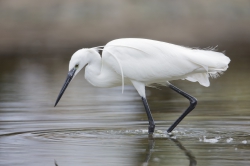 Mida Creek, Kenya (19 February 2014).