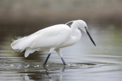 Mida Creek, Kenya (19 February 2014).