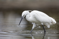 Mida Creek, Kenya (19 February 2014).