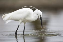 Mida Creek, Kenya (19 February 2014).