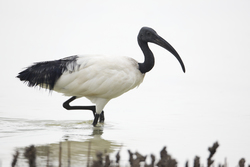 Mida Creek, Kenya (19 February 2014).