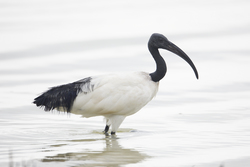 Mida Creek, Kenya (19 February 2014).