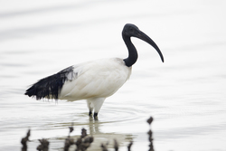 Mida Creek, Kenya (19 February 2014).