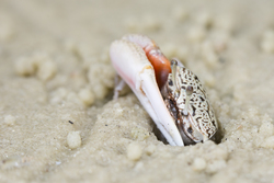 Mida Creek, Kenya (19 February 2014).